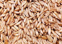 Oat as grain