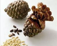 pine nut health benefits