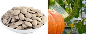 pumpkin seeds and pumpkin pulp