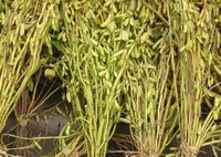 Introduction of soybean