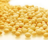 Soy bean 03