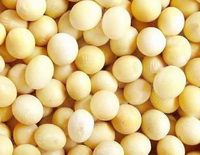 Soy bean 04