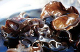 Black Fungus soaked too long