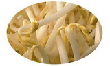 Fat bean sprouts