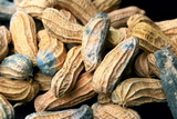 Moldy starchy food