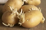Sprouted potatoes