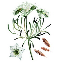 Foeniculum vulgare Mill