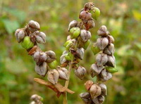 The health benefits and functions of buckwheat tea.