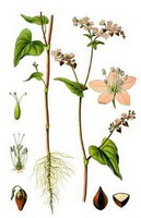 Introduction of Buckwheat tea
