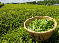 Green Tea 04