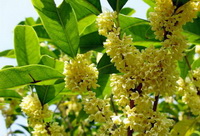 Introduction of Osmanthus tea