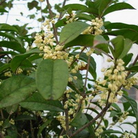 Osmanthus tea 07