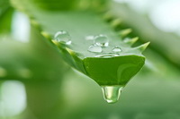 aloe vera gel 04