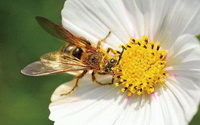 Introduction of bee pollen