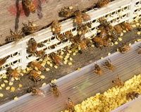 bee pollen 04