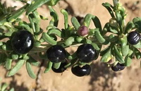 The health benefits and functions of black wolfberry.