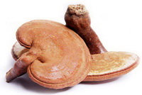 The health benefits of Ganoderma lucidum spore powder, and its negative effects.