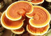 Introduction of Ganoderma spore