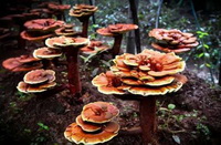 Ganoderma lucidum 03