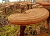 Ganoderma lucidum and spore05
