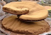 The health benefits of Ganoderma lucidum spore powder, and its negative effects.