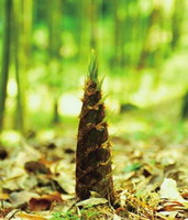 Bamboo shoots:nutritional values.