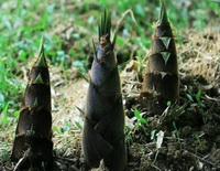 Bamboo shoots:nutritional values.