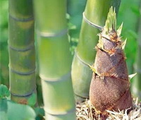 Bamboo shoots are good for health.