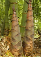 effect and function of bamboo shoot