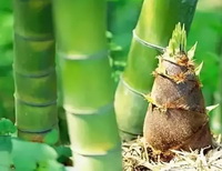 How to eat bamboo shoots well