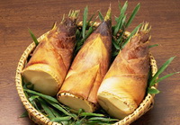 Bamboo shoot 06