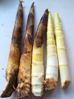 Bamboo shoot 07