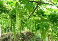 Introduction of bitter gourd