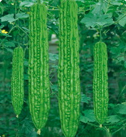 bitter gourd 02