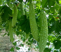bitter gourd 03