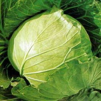 Introduction of Cabbage