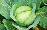 nutritional value of cabbage