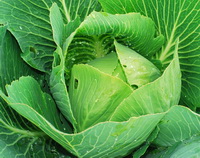 function and health effect of cabbage