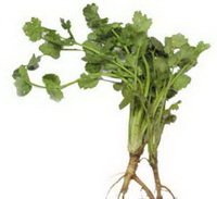Introduction of Coriander