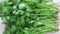 effect and function of coriander