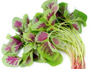 Edible amaranth:its effects and health benefits.