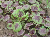 the nutritional value of amaranth