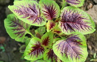 Edible amaranth:its effects and health benefits.