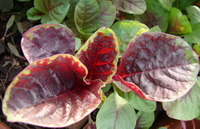 the nutritional value of amaranth