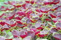the nutritional value of amaranth