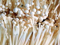 Tips for Flammulina velutipes