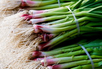 Garlic bolt:nutritional value, health benefits and functions.