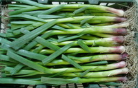 Garlic bolt:nutritional value, health benefits and functions.