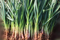 Garlic bolt 06