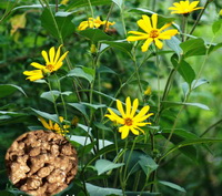 The health benefits and functions of Jerusalem artichoke.